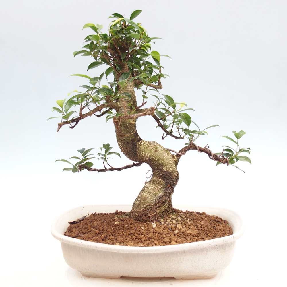 Szobai bonsai - Ficus kimmen - kislevelű fikusz