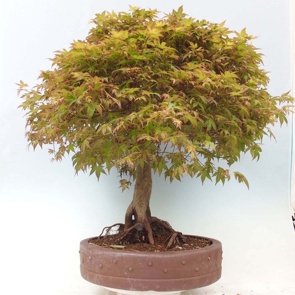 Juhar - Acer palmatum Beni Tsukasa