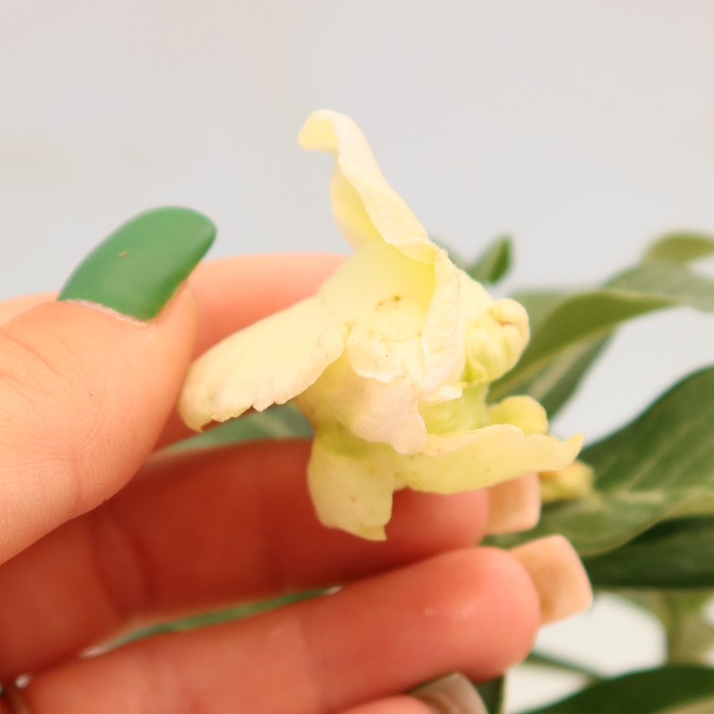 Szobabonsai – Adenium obesum, oltott V.F.S.412 – Sivatagi rózsa