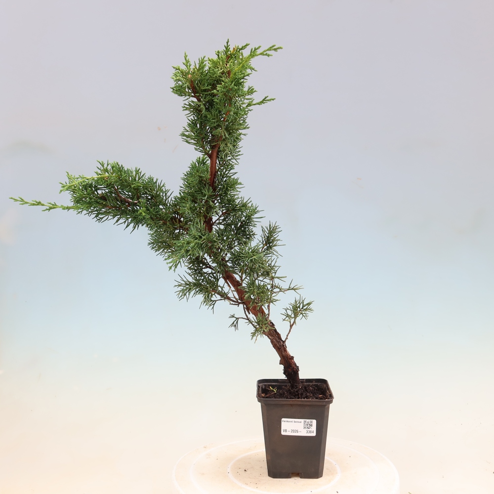 Kültéri bonsai - Juniperus chinensis Kishu