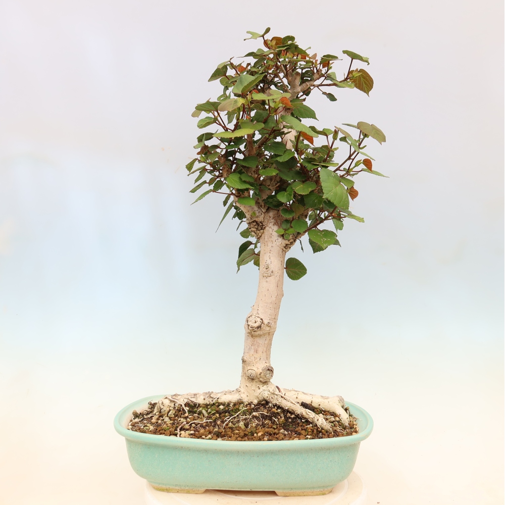 Beltéri bonsai - Hibiscus tiliaceus - tengeri hibiszkusz