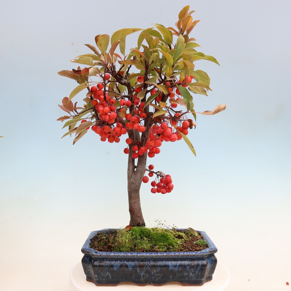 Kültéri bonsai -Malus domestica - Kis gyümölcsű piros levelű almafa