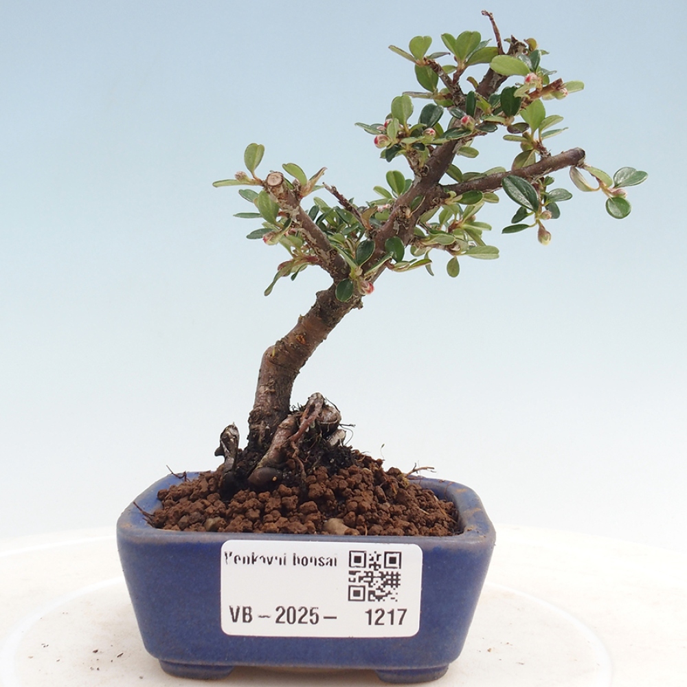Kültéri bonsai - Cotoneaster horizontalis - Rocky Mountain