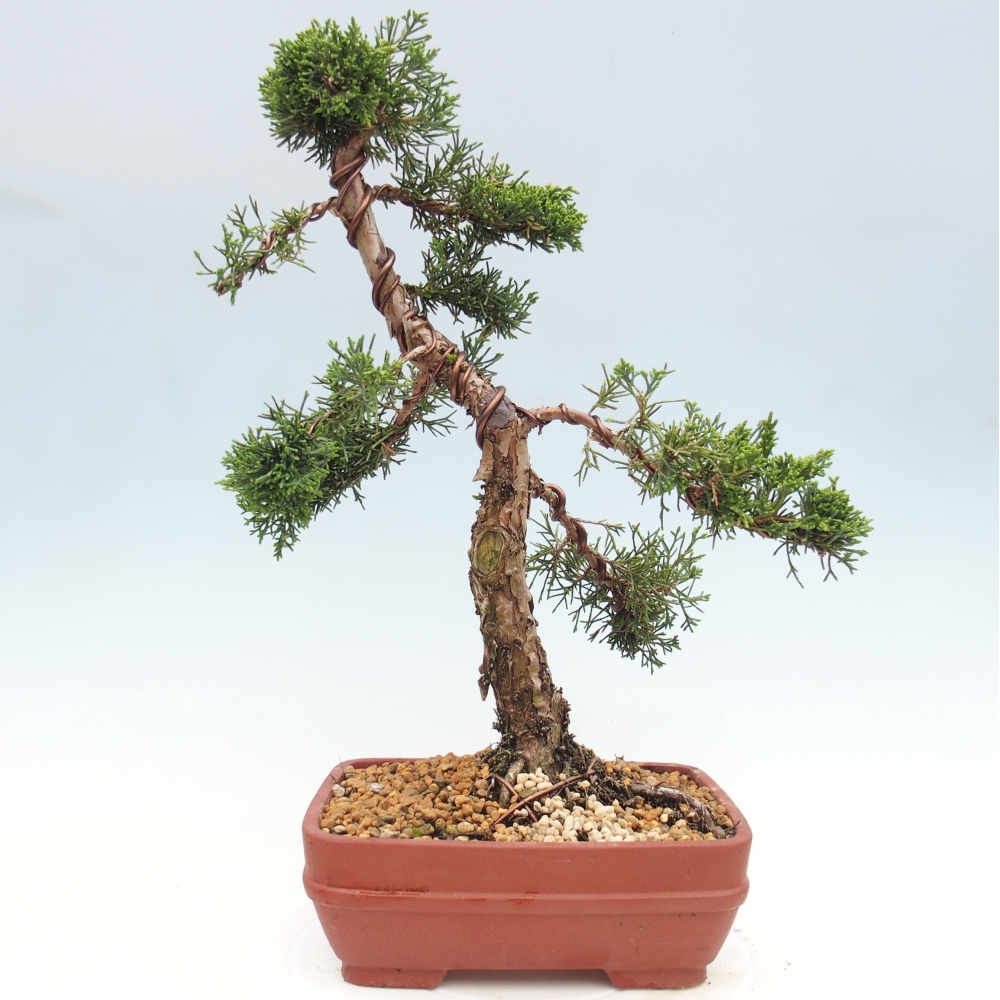 Kültéri bonsai - Juniperus chinensis Kishu