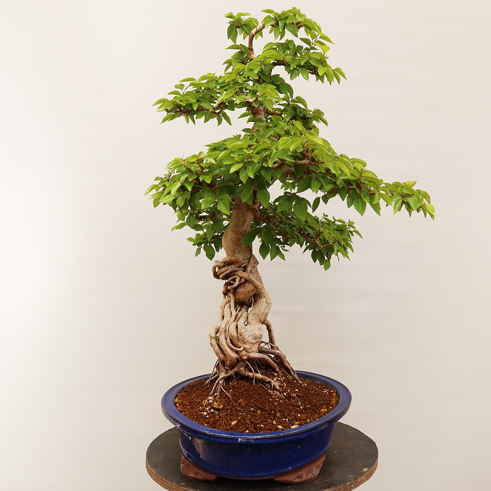 Kültéri bonsai -Carpinus Coreana - Koreai gyertyánfa