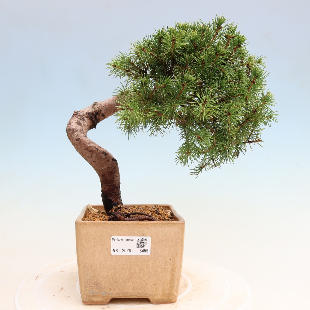 Kültéri bonsai – Szürke lucfenyő – Picea glauca globe