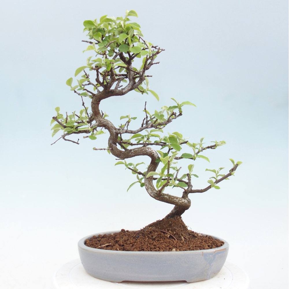 Kültéri bonsai - Chaneomeles chinensis