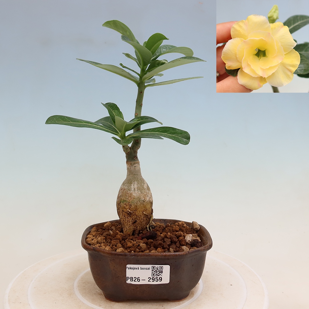 Szobabonsai – Adenium obesum, Alonza-féle oltott példány – Sivatagi rózsa