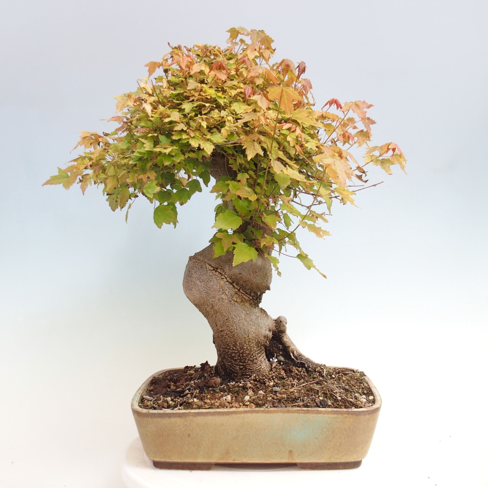 Kültéri bonsai - Acer Buergerianum - Burger juhar
