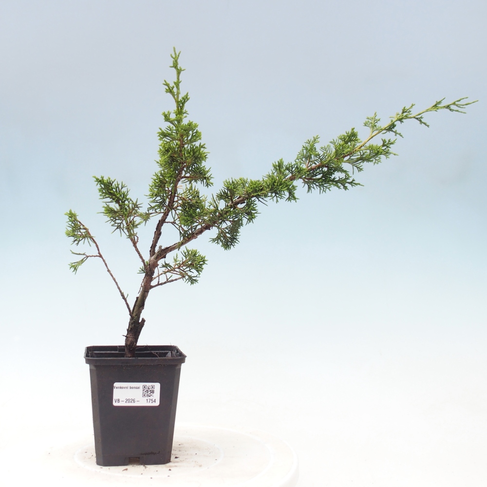 Kültéri bonsai - Juniperus chinensis Itoigawa