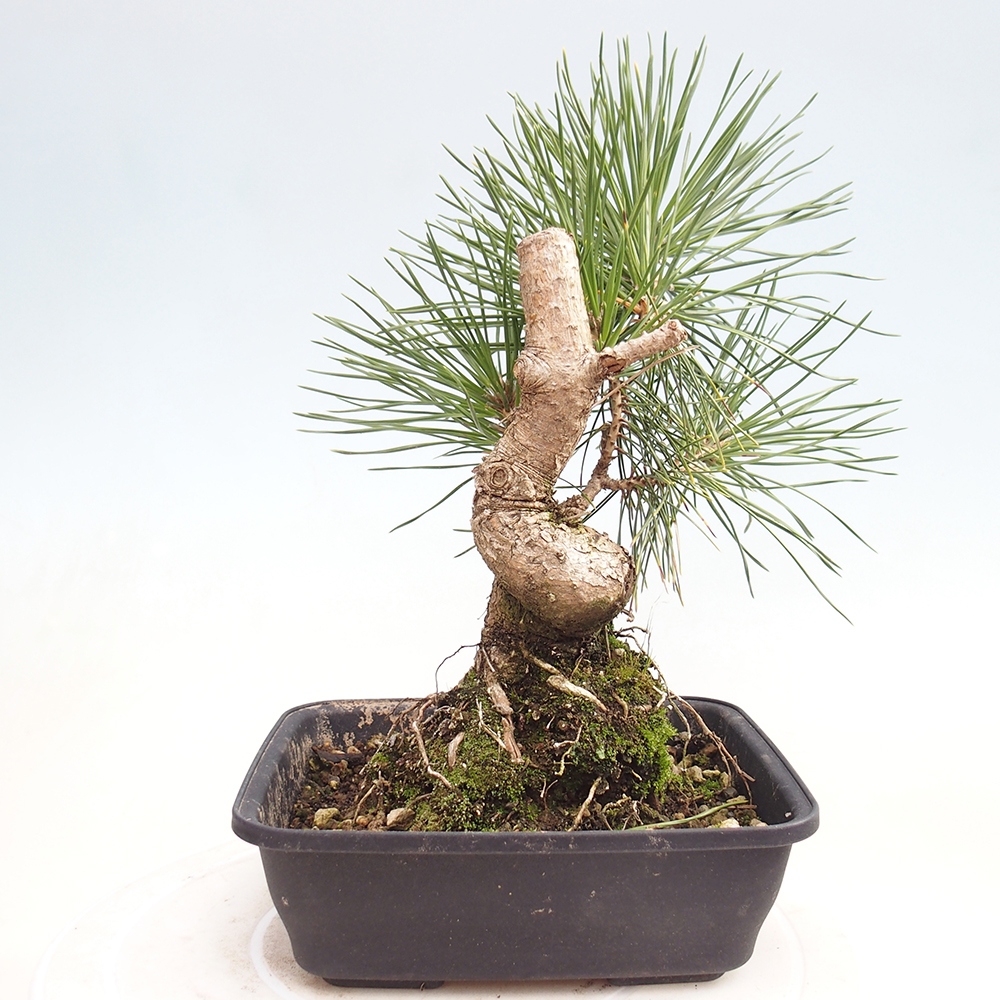 Kültéri bonsai - Pinus thunbergii - Thunberg fenyő