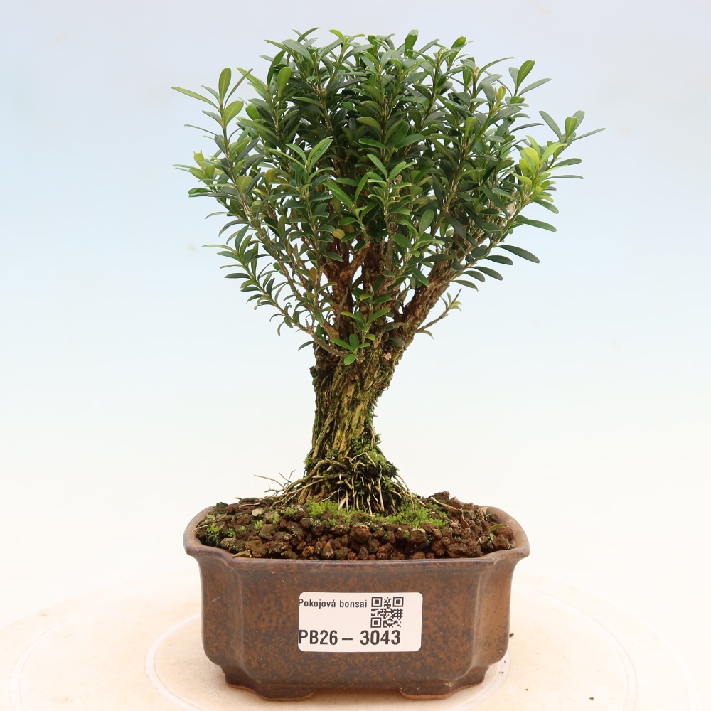 Szobai bonsai - Buxus harlandii - parafa buxus