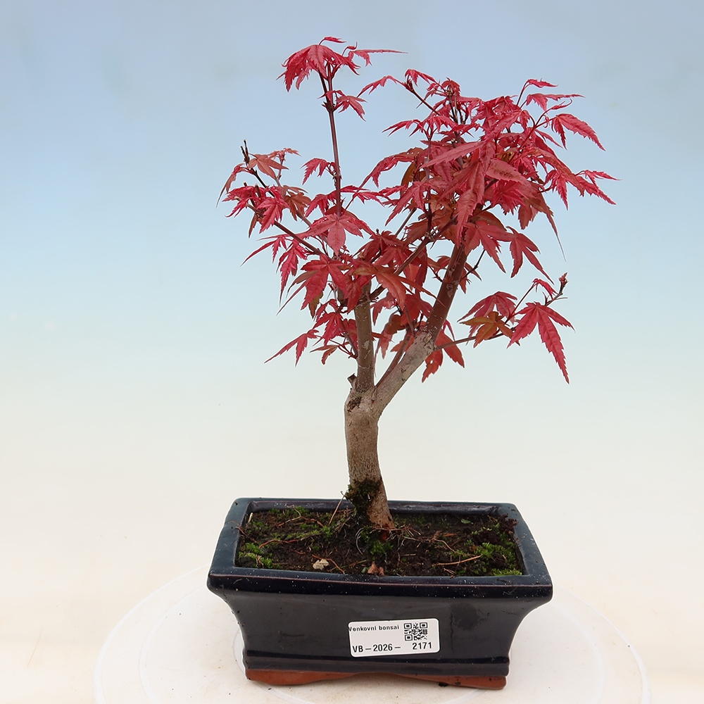 Kültéri bonsai - Acer palmatum DESHOJO