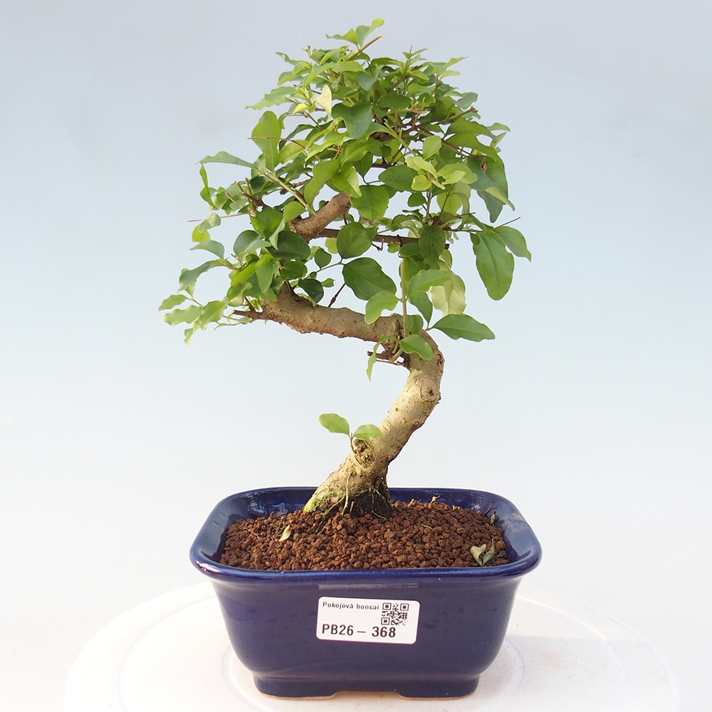 Szobai bonsai -Ligustrum chinensis - Madárcsőr