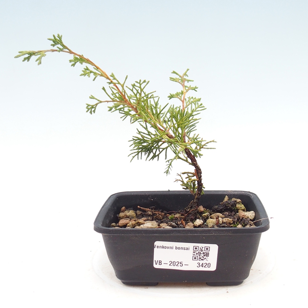 Kültéri bonsai - Juniperus chinensis Itoigawa