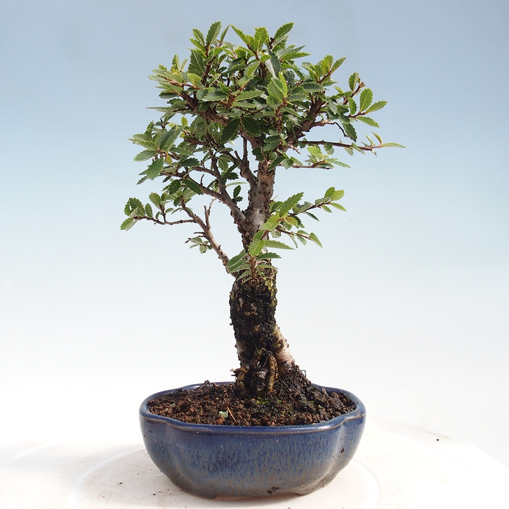 Kültéri bonsai - Zelkova - Zelkova NIRE