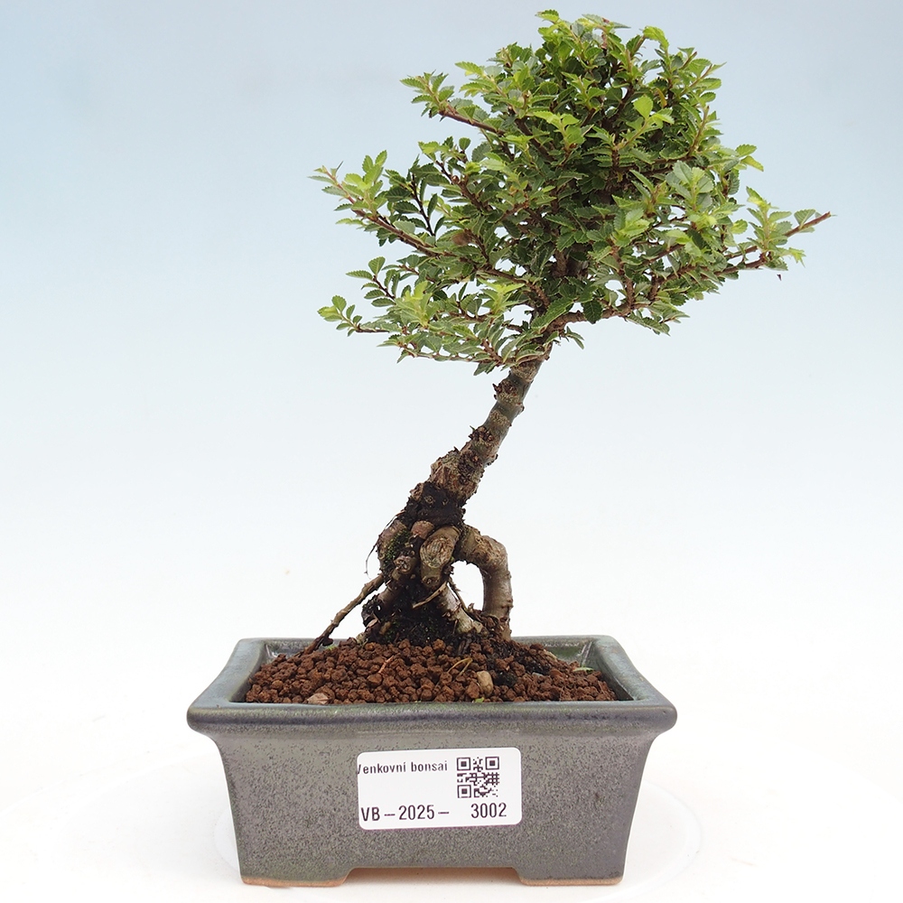 Kültéri bonsai - Ulmus parvifolia Sagei - Kislevelű szilfa