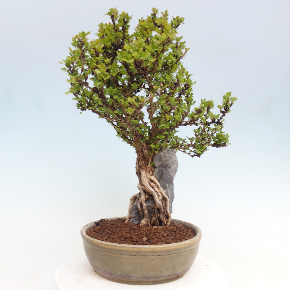Kültéri bonsai - Berberis coreana