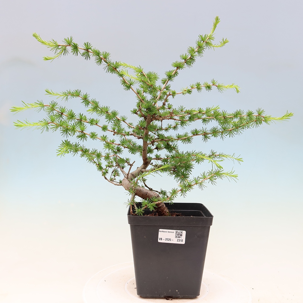 Kültéri bonsai - Larix decidua - vörösfenyő