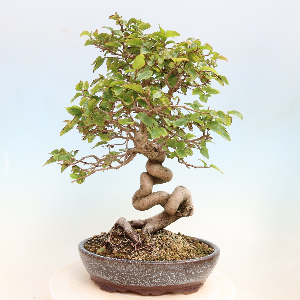 Kültéri bonsai -Carpinus CARPINOIDES - Koreai gyertyánfa