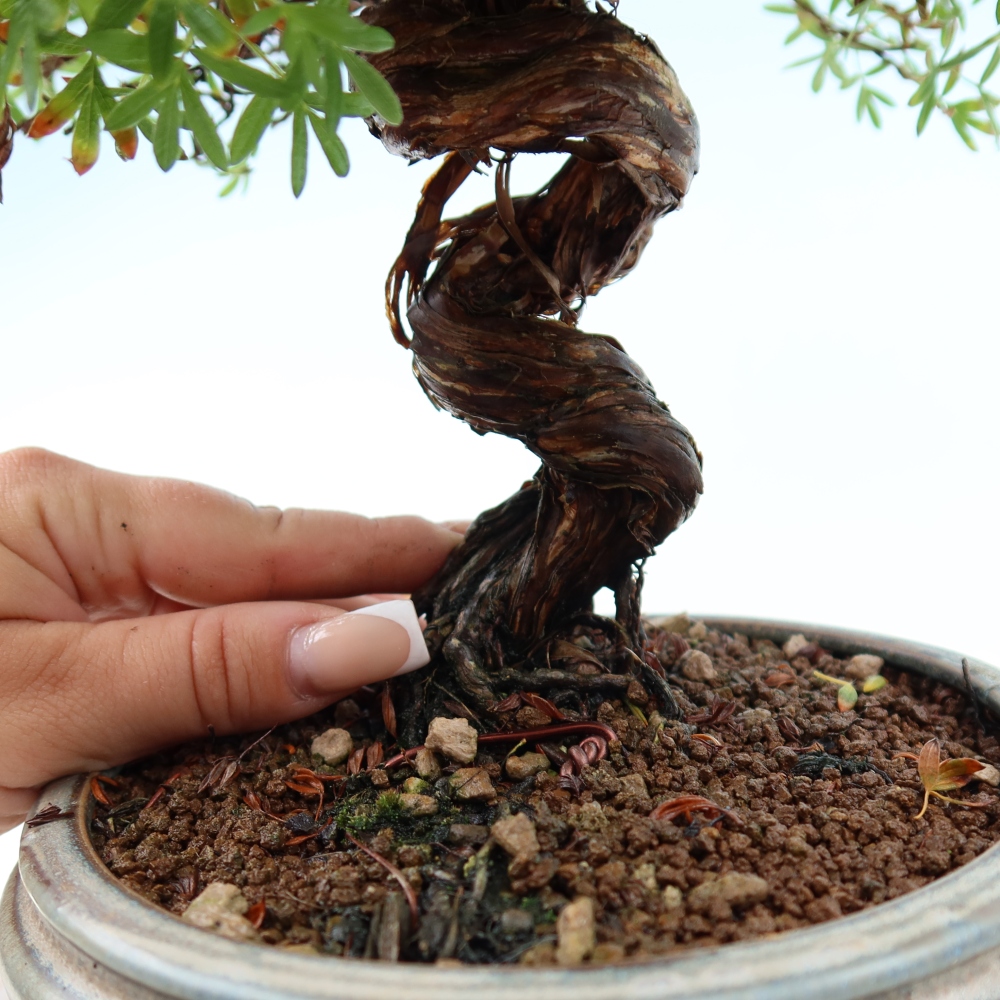 Kültéri bonsai - Potentila fruticosa