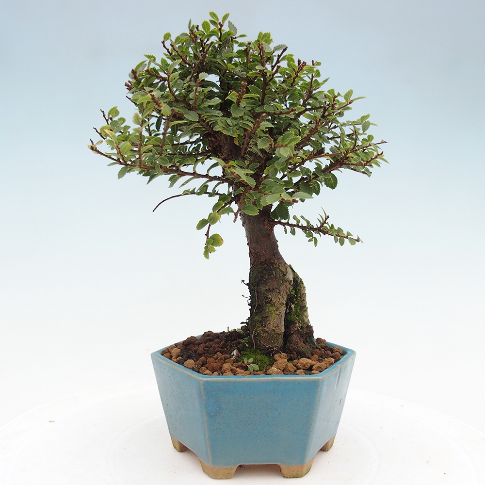 Kültéri bonsai - Ulmus parvifolia Hokkaido - Kínai szil - Ulmus parvifolia Hokkaido