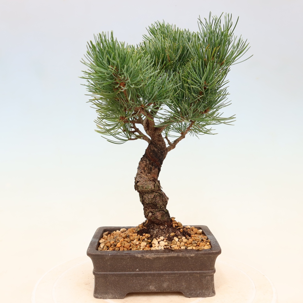 Kültéri bonsai - Pinus parviflora - Pinus parviflora
