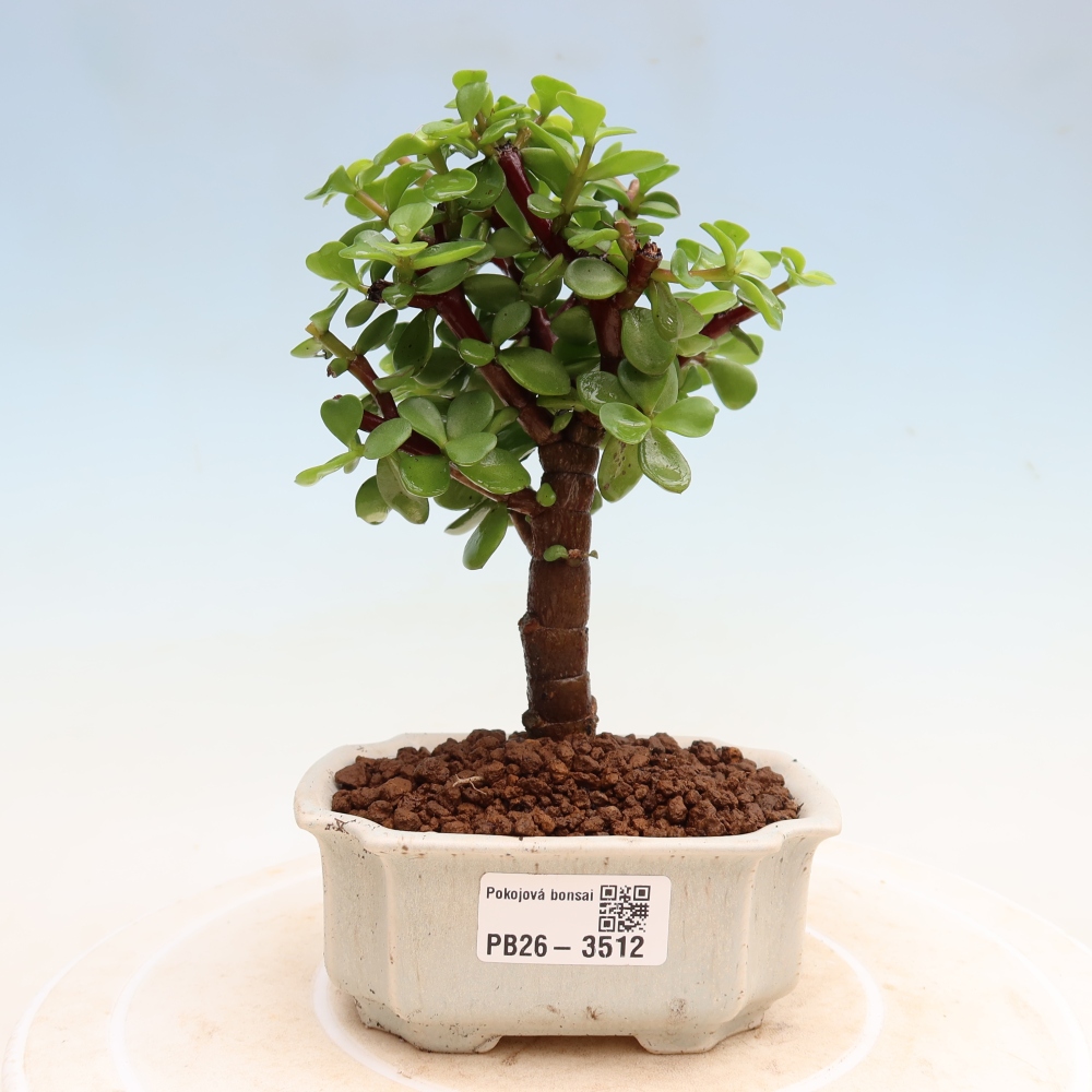 Szoba bonsai - Portulakaria Afra - Tlustice