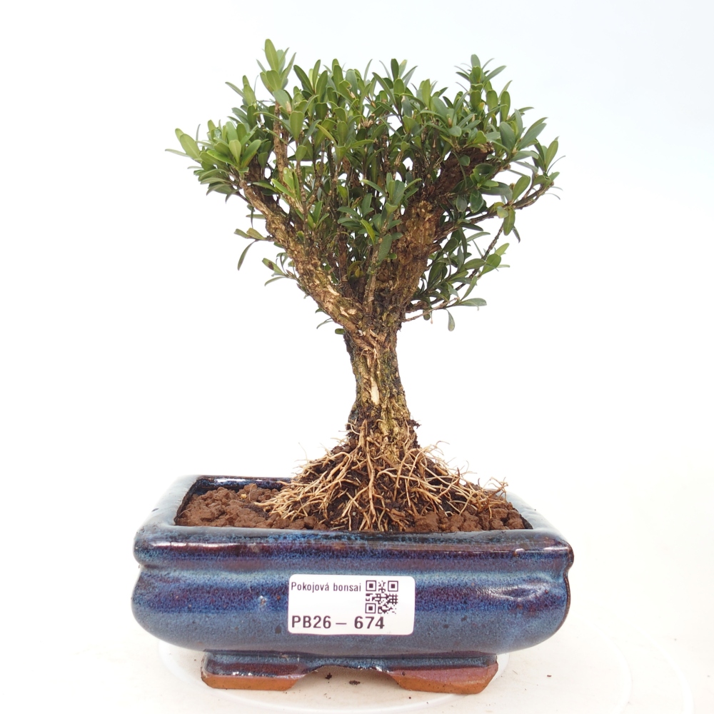 Szobai bonsai - Buxus harlandii - parafa buxus