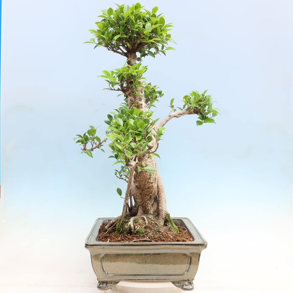 Szobai bonsai - Ficus kimmen - kislevelű fikusz