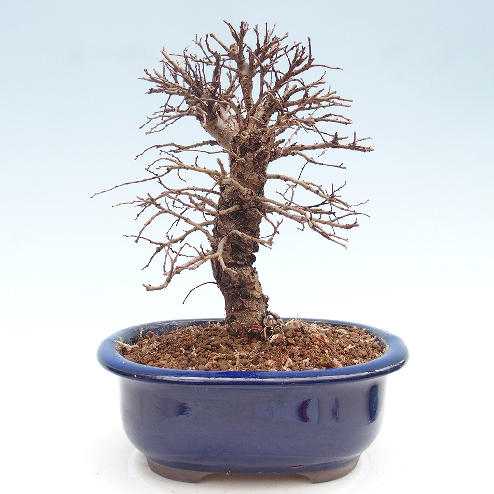 Kültéri bonsai - Zelkova - Zelkova NIRE