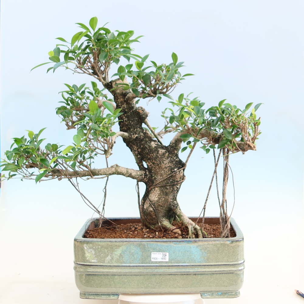 Szobai bonsai - Ficus kimmen - kislevelű fikusz