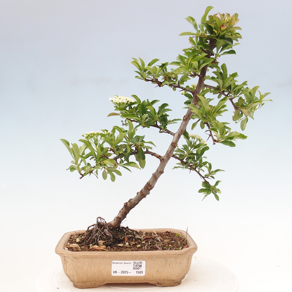 Kültéri bonsai-Pyracantha Teton - Hlox