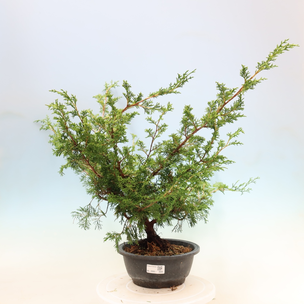 Kültéri bonsai - Juniperus chinensis Itoigawa
