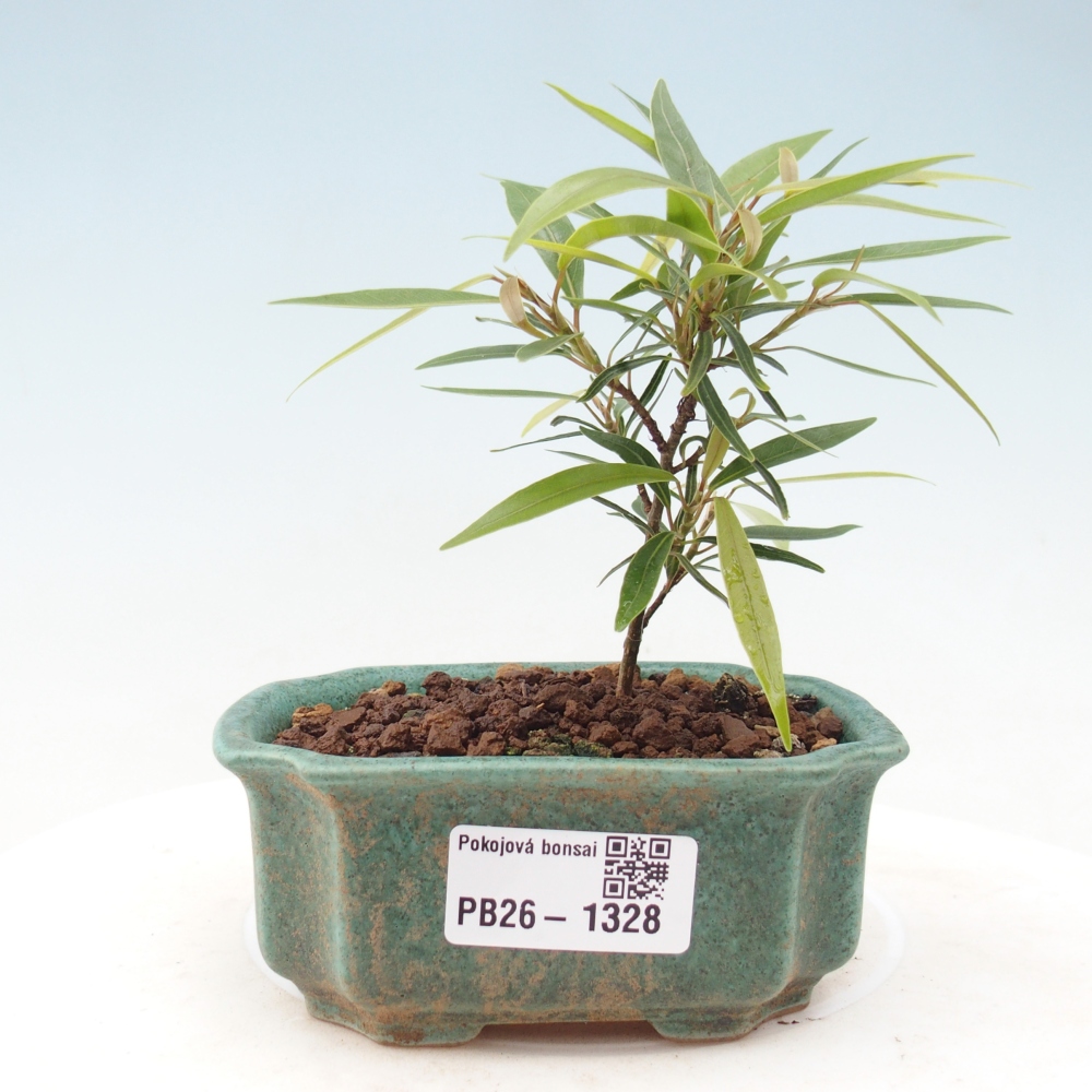 Szobai bonsai - Ficus nerifolia - kislevelű fikusz