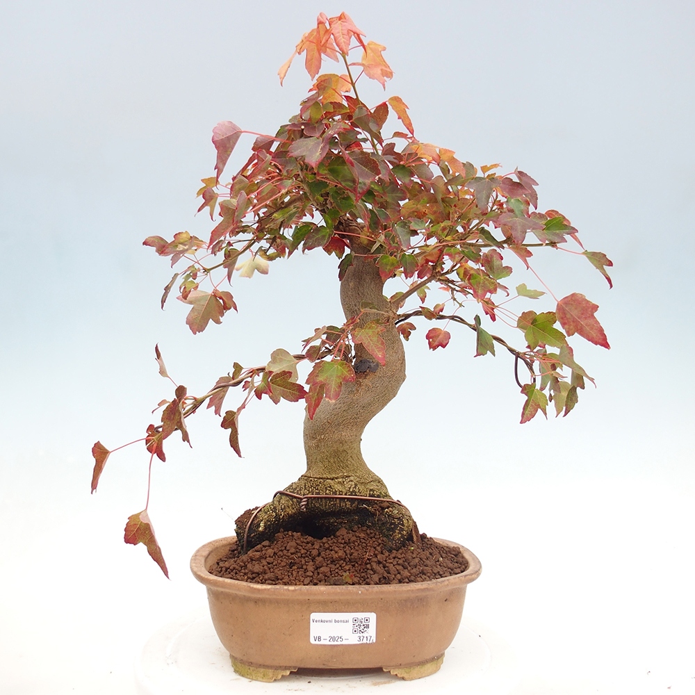 Kültéri bonsai - Acer Buergerianum - Burger juhar