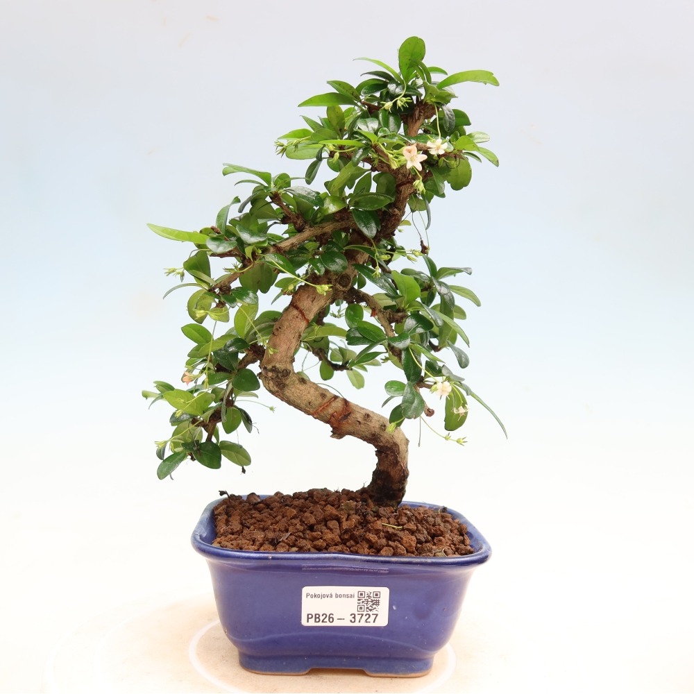 Szobai bonsai - Carmona macrophylla - Tea fuki