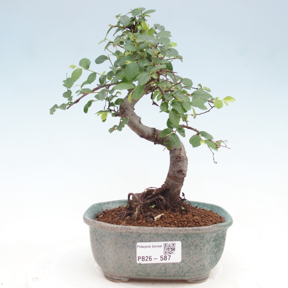 Szobai bonsai - Ulmus parvifolia - Kislevelű szilfa