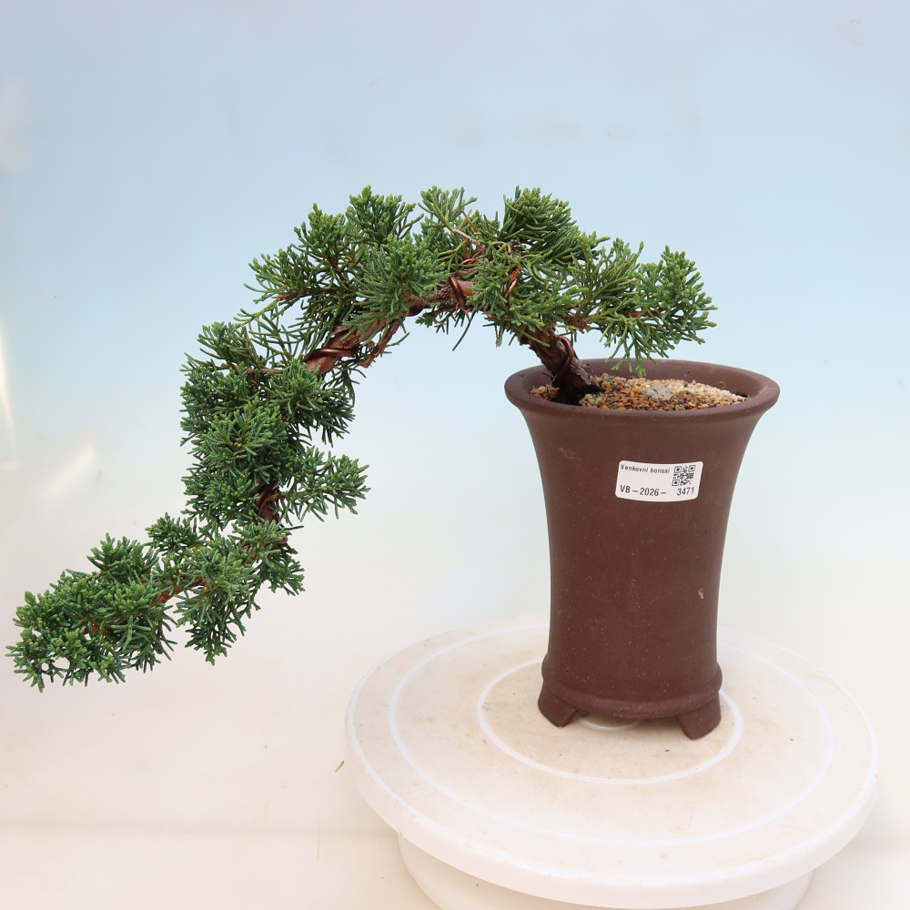 Kültéri bonsai - Juniperus chinensis Kishu
