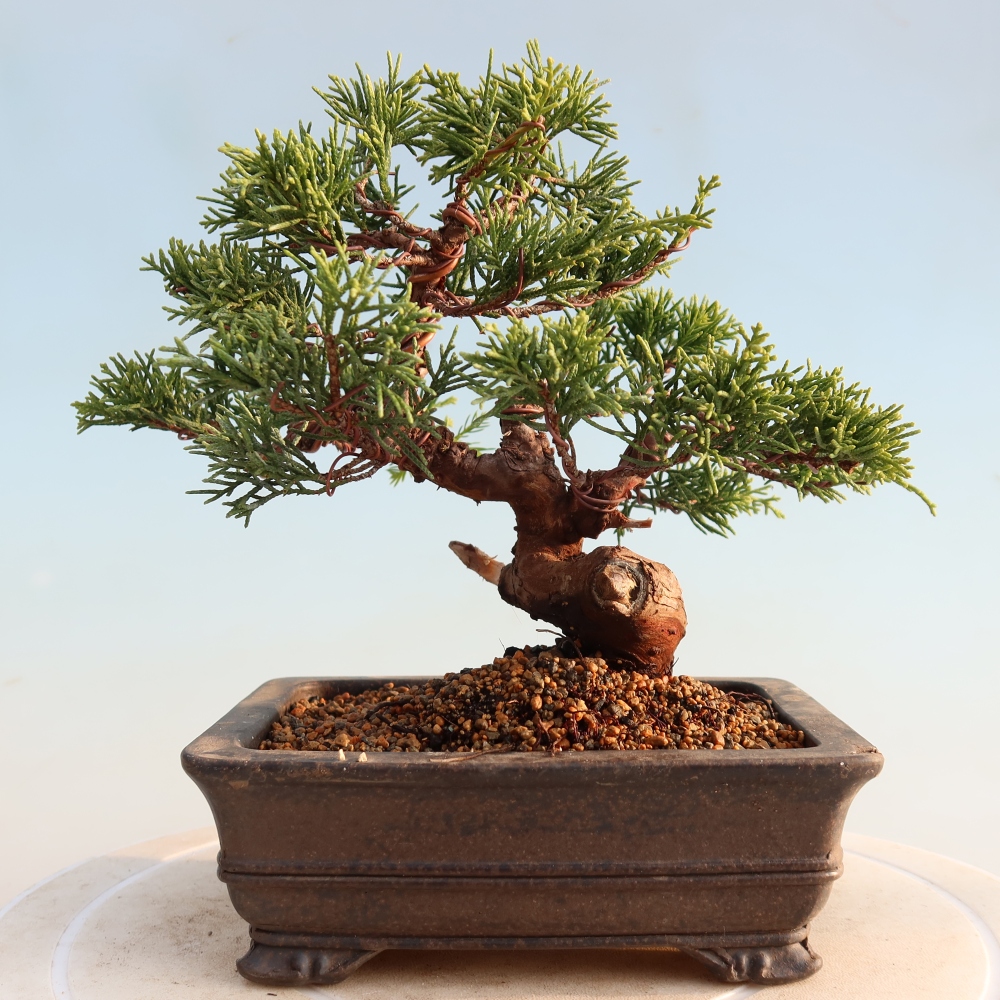Kültéri bonsai - Juniperus chinensis Itoigawa