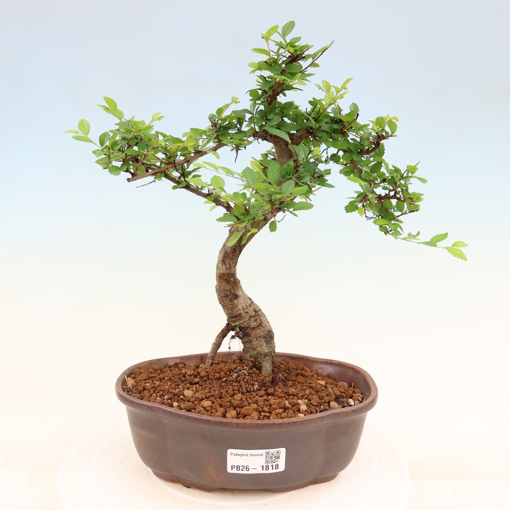 Szobai bonsai - Ulmus parvifolia - Kislevelű szilfa