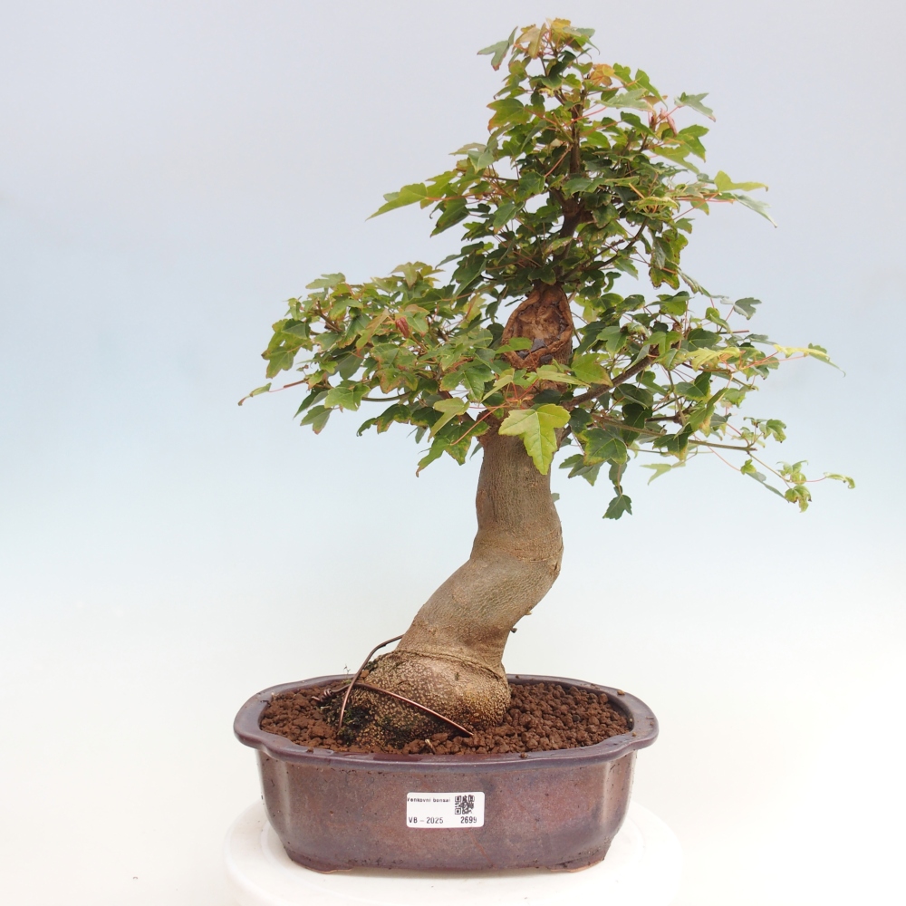 Kültéri bonsai - Acer Buergerianum - Burger juhar
