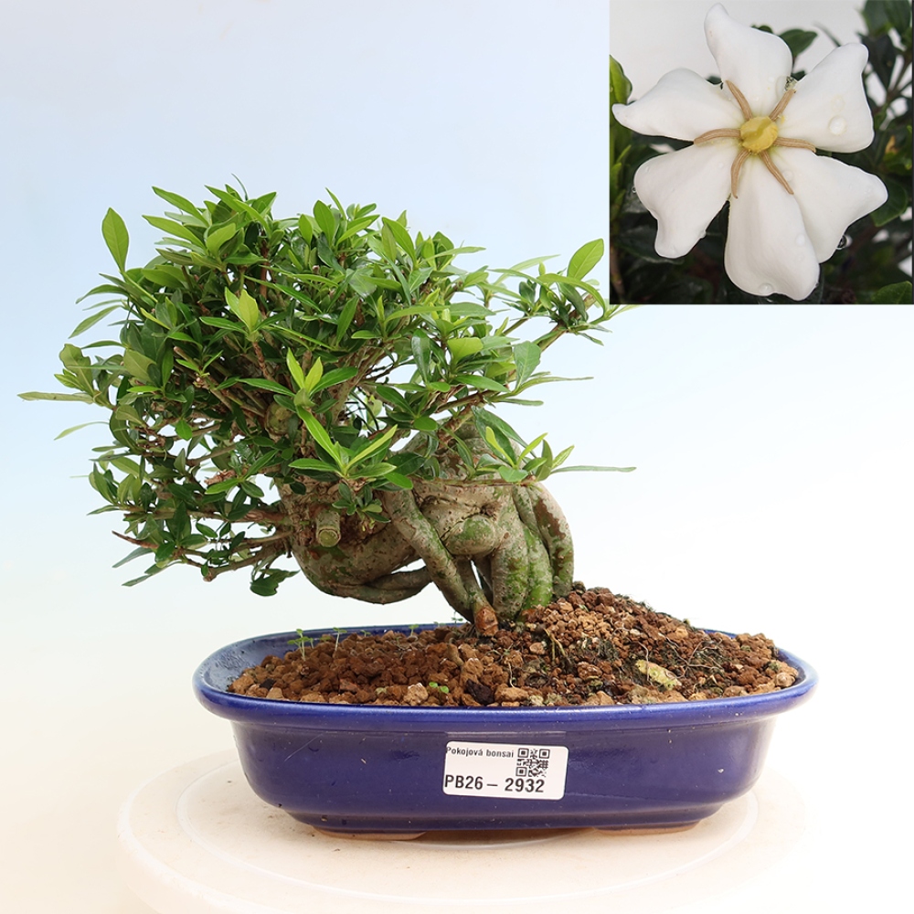 Szobai bonsai - Gardenia jasminoides-Gardenia