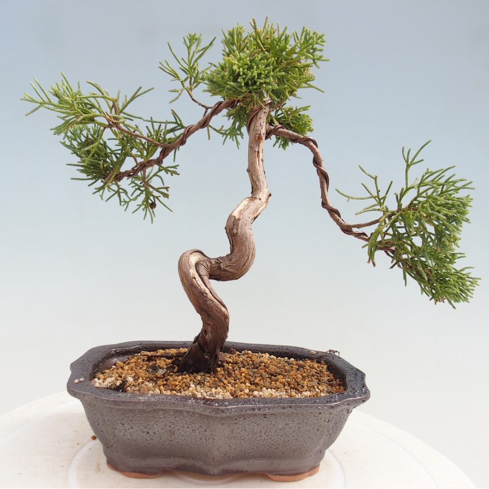 Kültéri bonsai - Juniperus chinensis Kishu