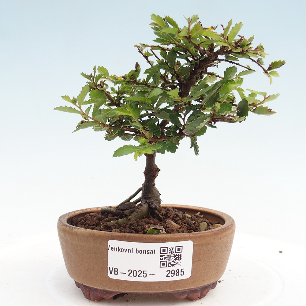 Kültéri bonsai - Ulmus parvifolia Sagei - Kislevelű szilfa