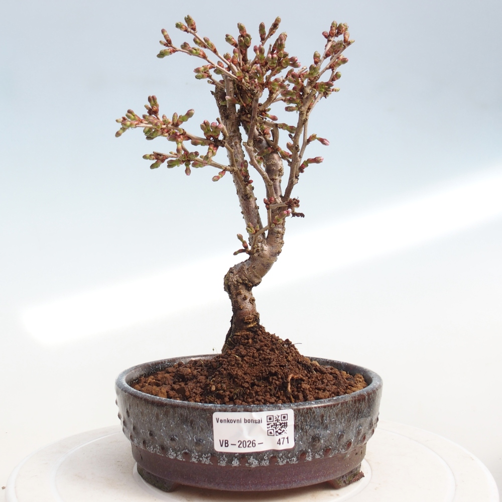 Kültéri bonsai - Prunus incisa Kojou-no mai-Plivon kivágva