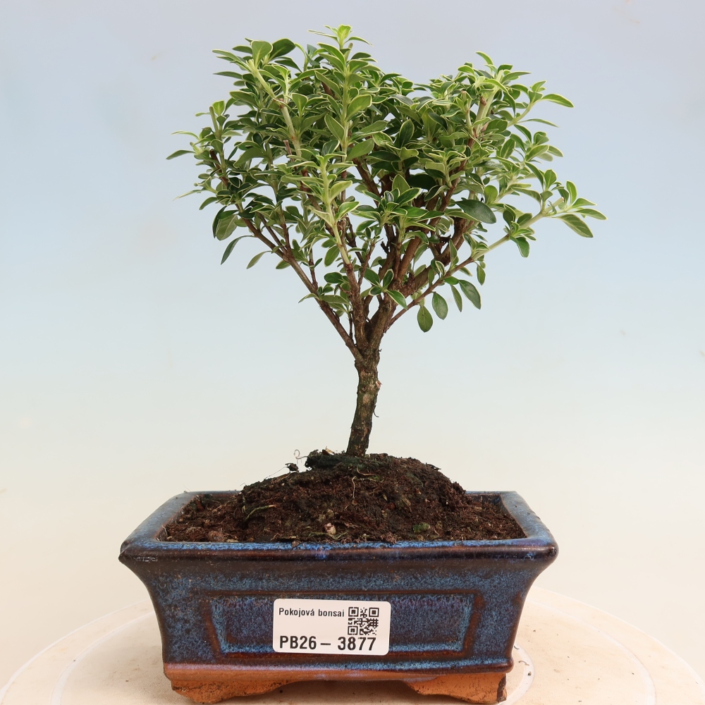 Szobai bonsai - Serissa foetida Variegata - Az ezer csillag fája