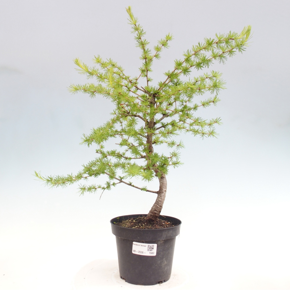 Kültéri bonsai - Larix decidua - vörösfenyő