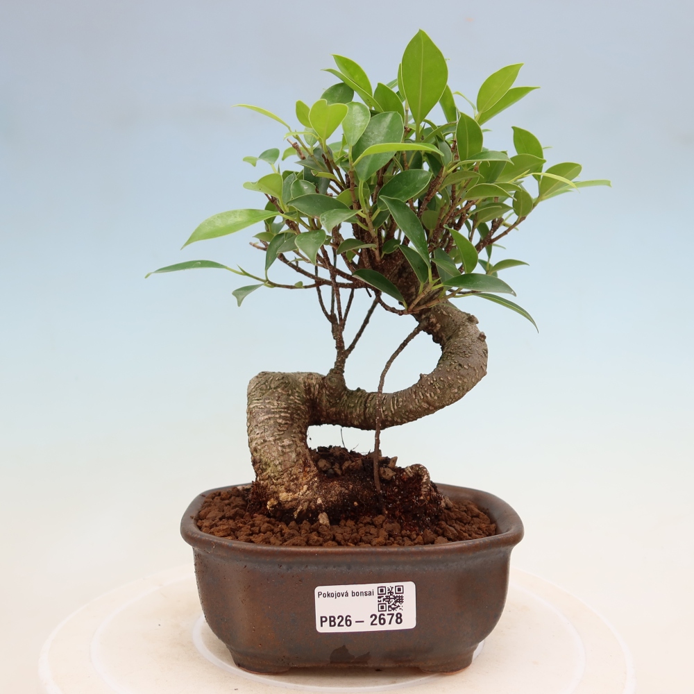 Szobai bonsai - Ficus kimmen - kislevelű fikusz