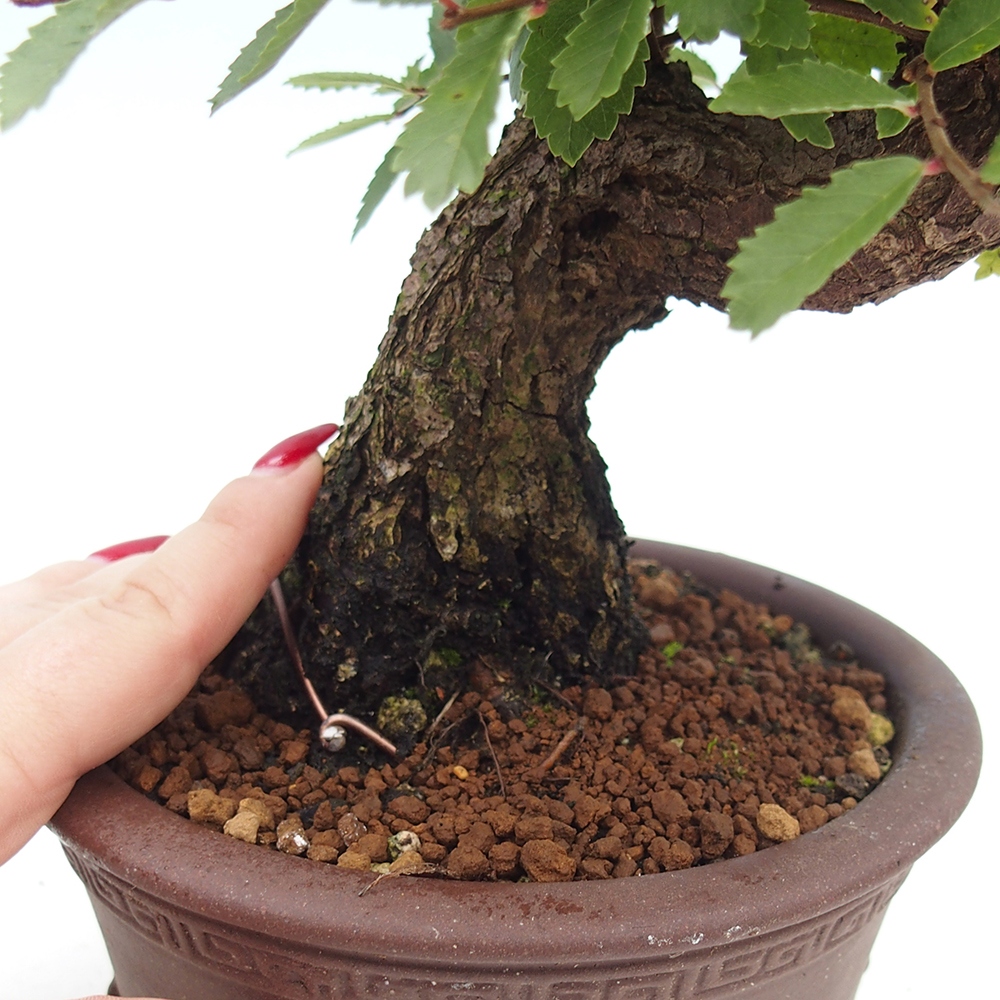Kültéri bonsai - Zelkova - Zelkova NIRE